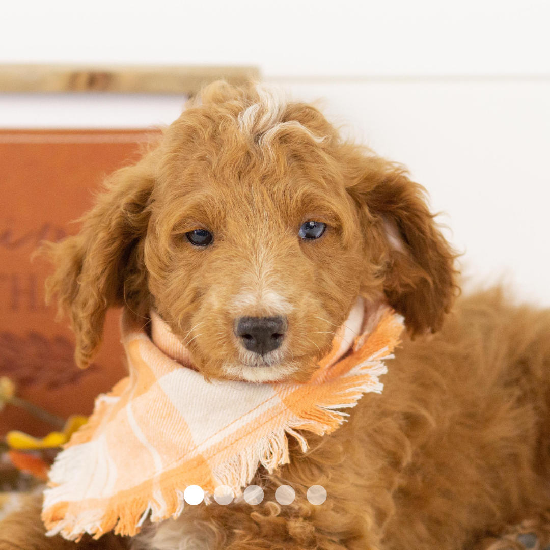 Copy of FBP Design.png