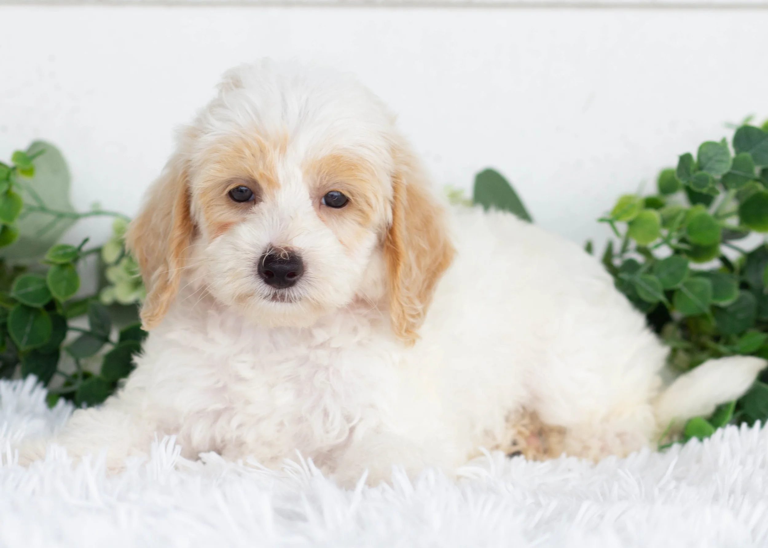 Hugo Goldendoodle for sale(2).jpg