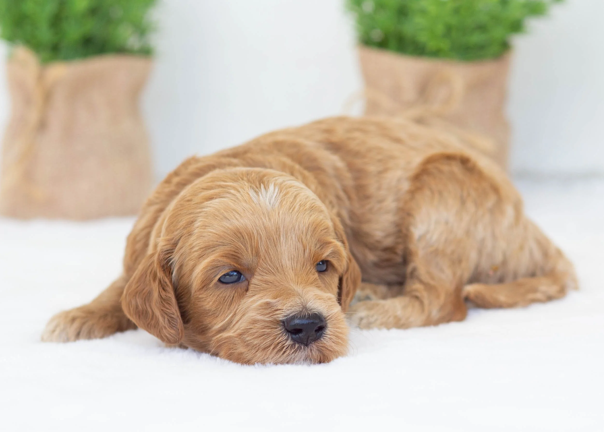 Bogey goldendoodle for sale(3).jpg
