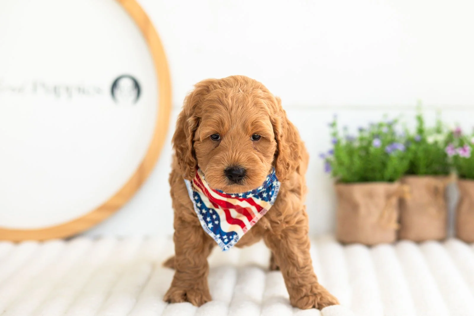 Ben goldendoodle for sale(2).jpg