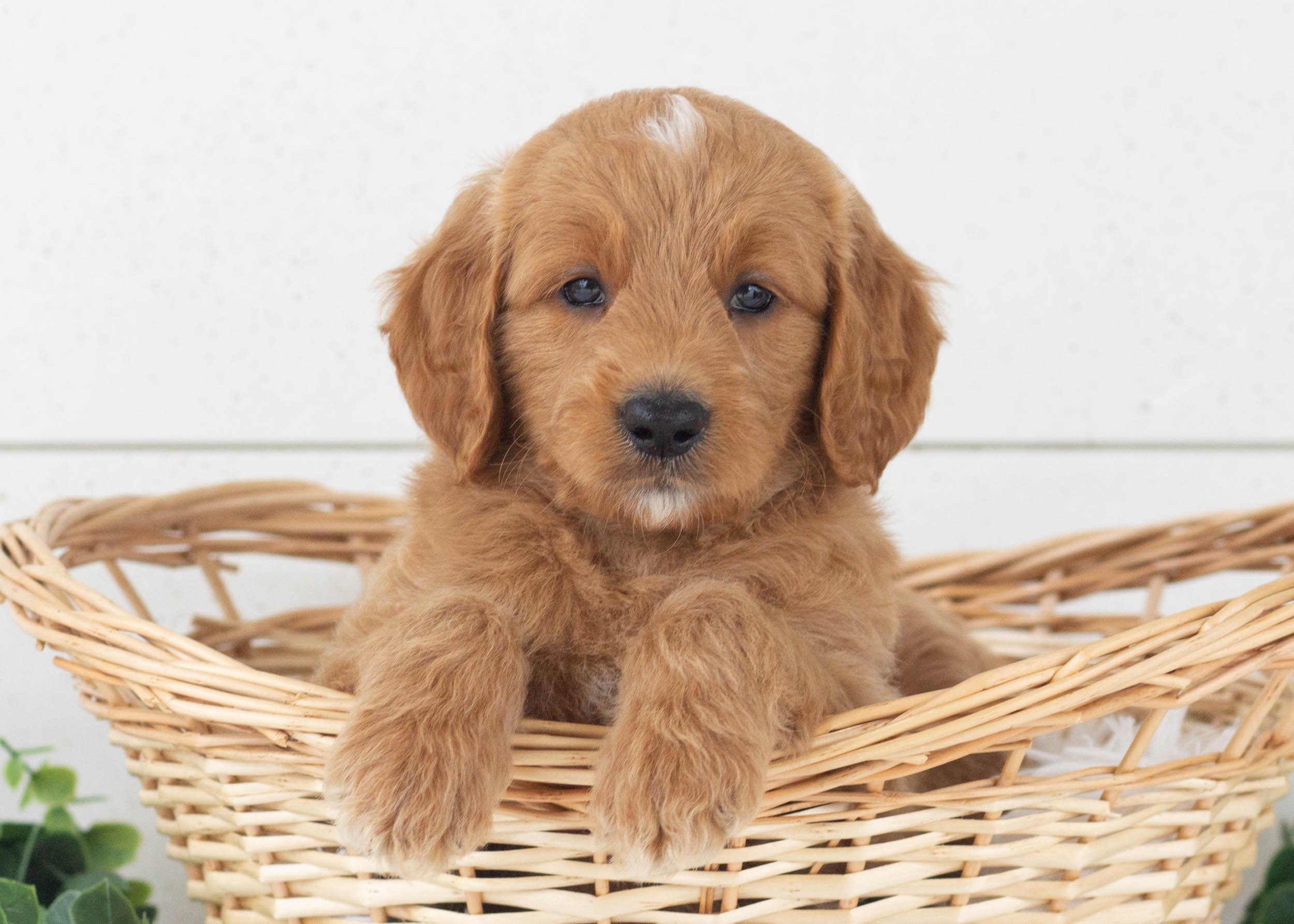 Reed Goldendoodle For Sale(3).jpg