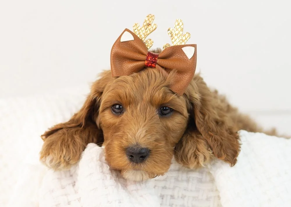 Jazz goldendoodle for sale.jpg