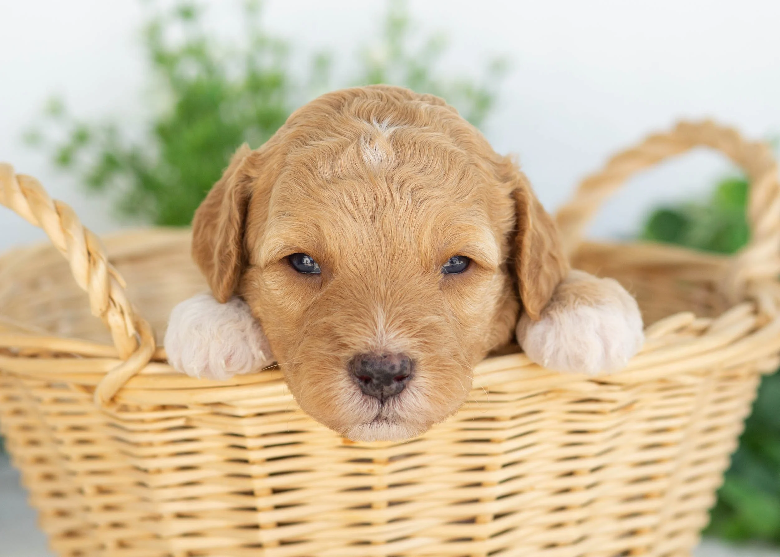 Charlie Goldendoodle for sale(2).jpg