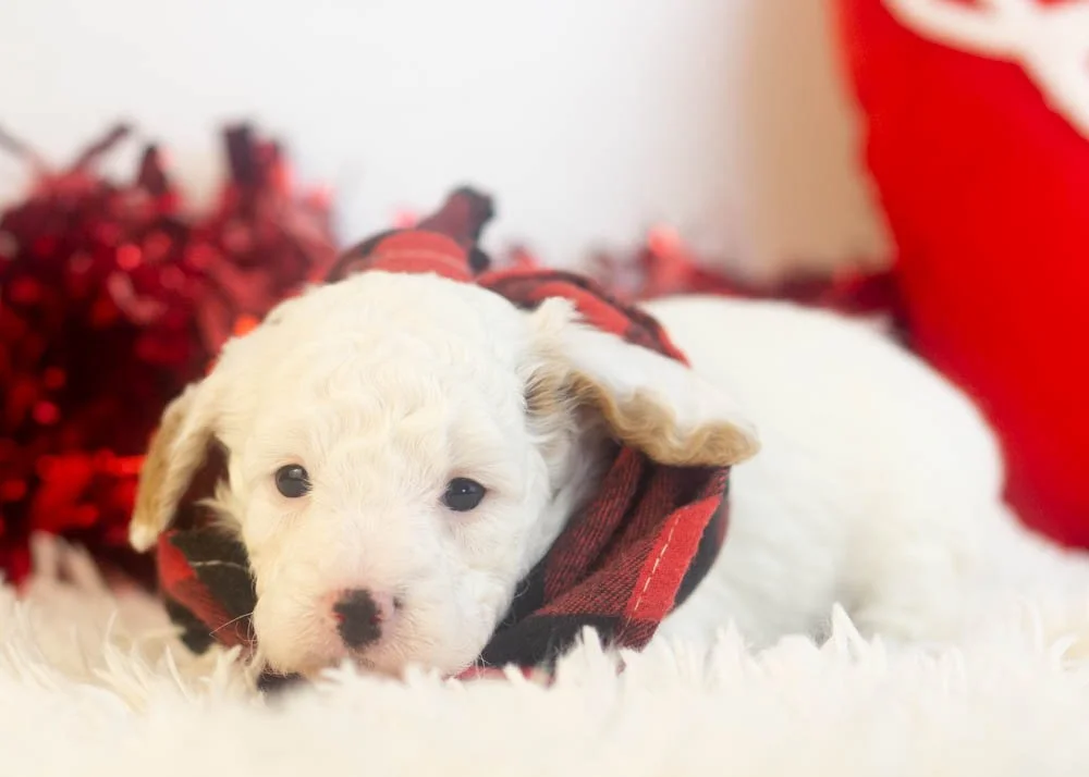 Bentley goldendoodle for sale.jpg