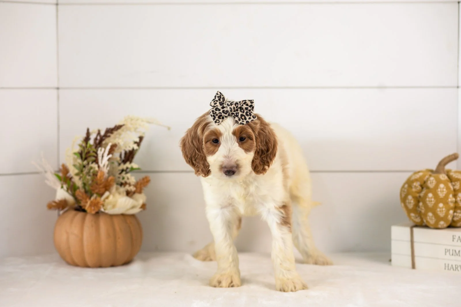 Pamir goldendoodle for sale 4.jpg