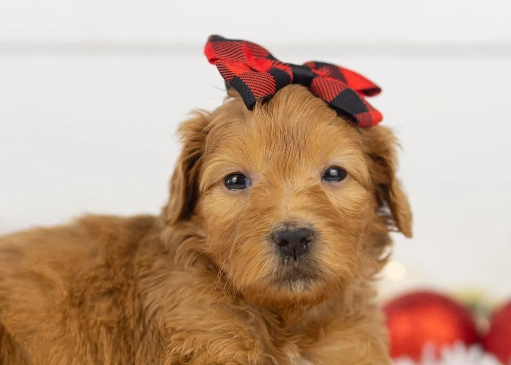 Lynx goldendoodle for sale(1).jpg