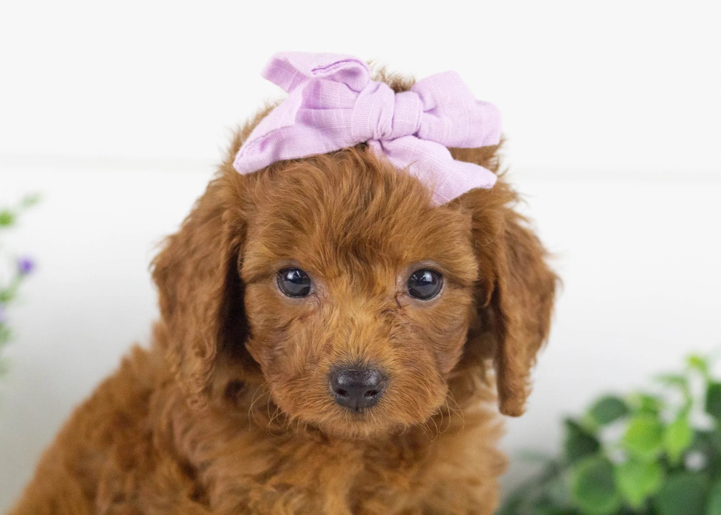 Halo Goldendoodle for sale(1).jpg