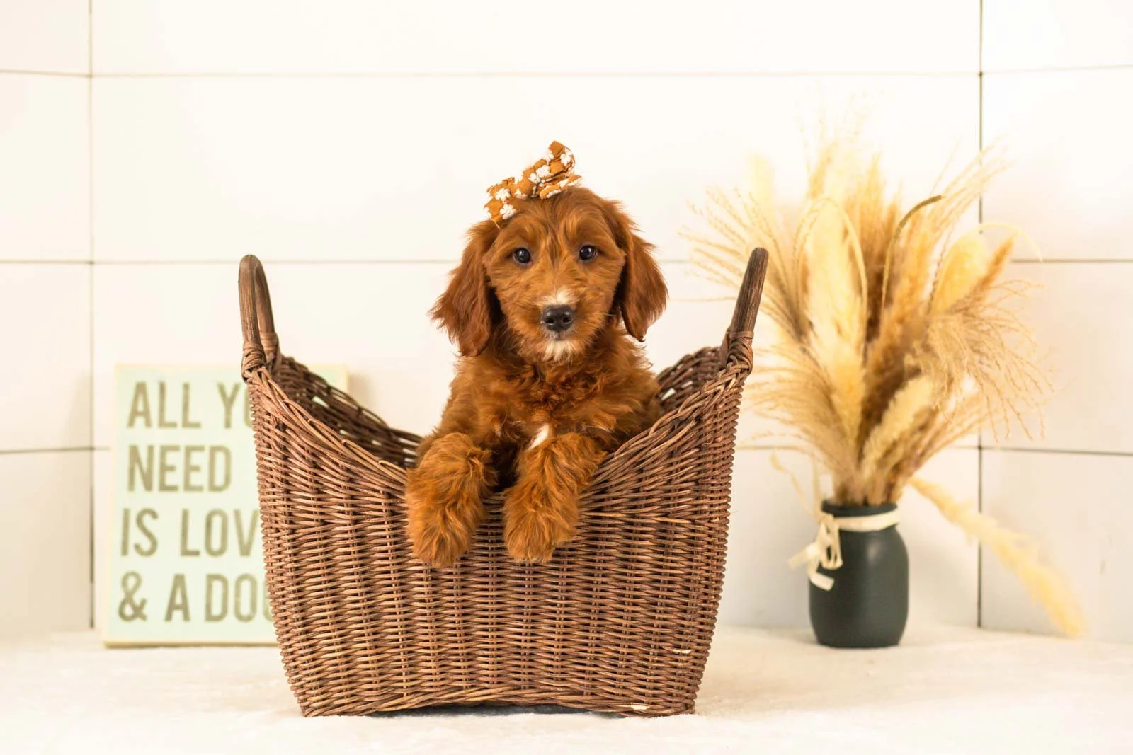 Jiggly goldendoodle for sale(1).jpg