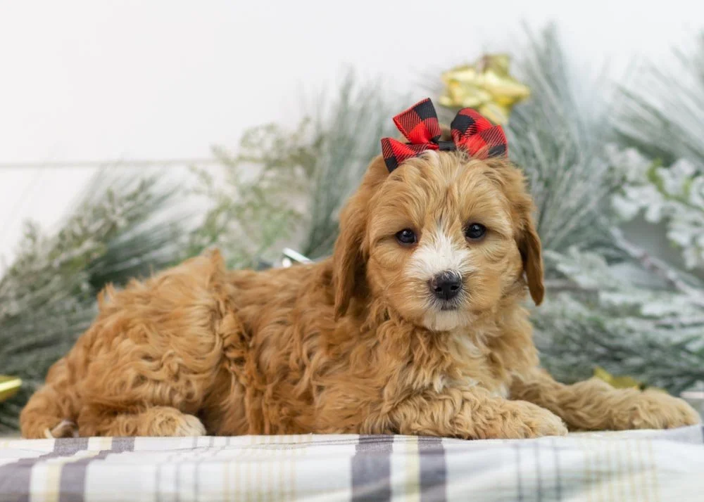 Jingle goldendoodle for sale(2).jpg