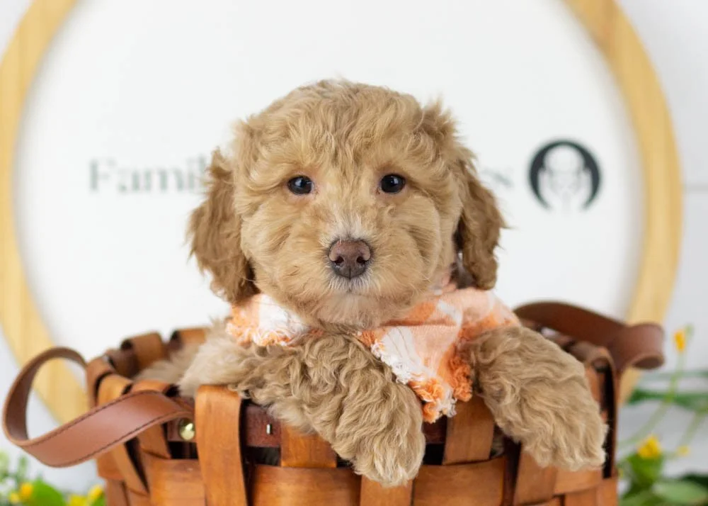 Ohio goldendoodle for sale(1).jpg