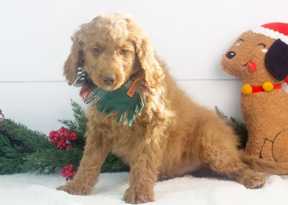 Spur goldendoodle for sale(3).jpg