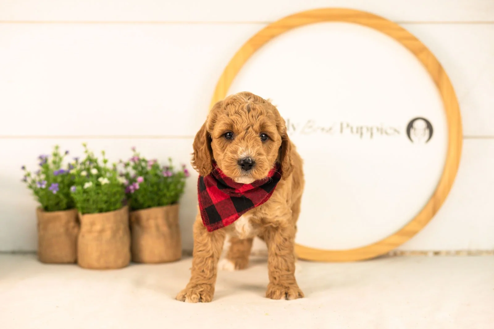 Thunder goldendoodle for sale.jpg