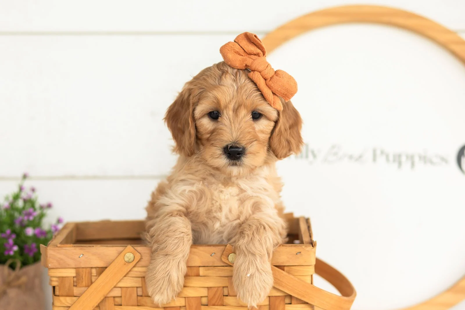 Maria goldendoodle for sale(3).jpg