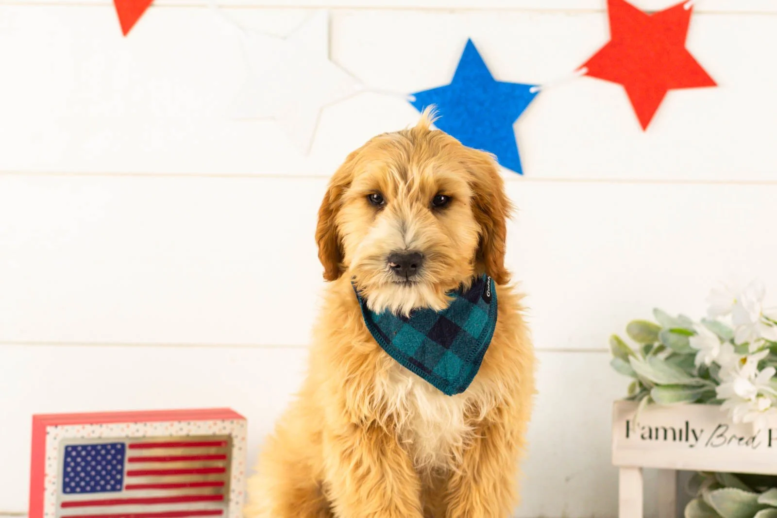 Paul goldendoodle for sale(2).jpg