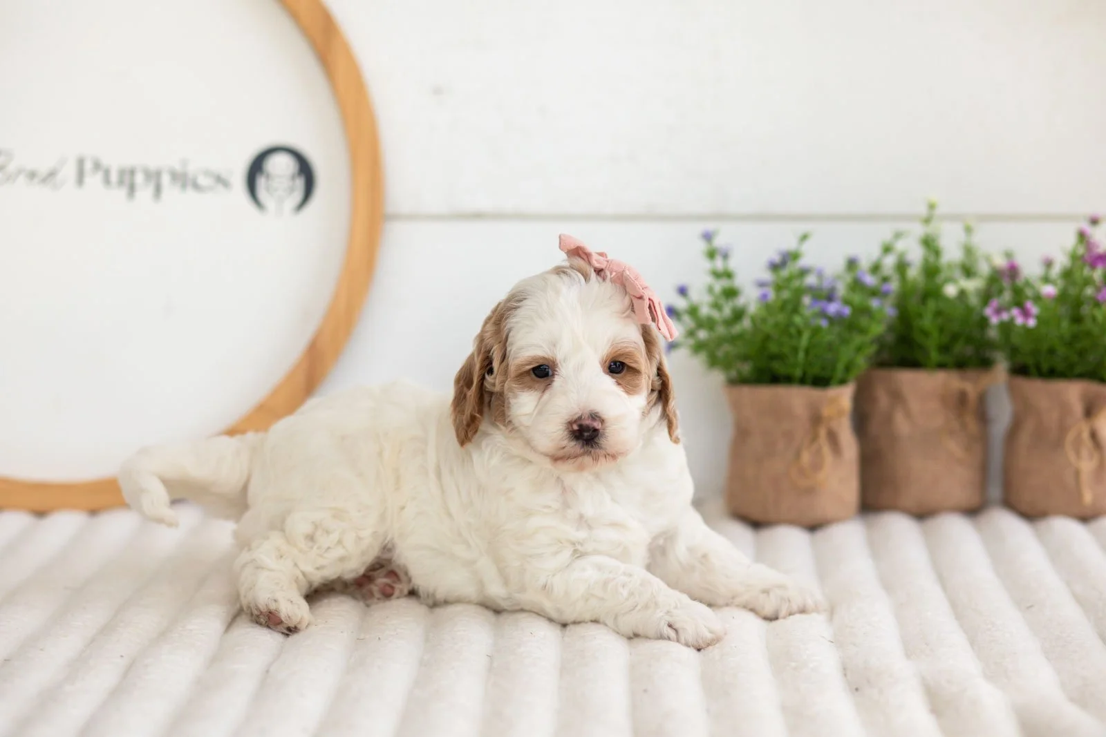 Ann goldendoodle for sale(2).jpg
