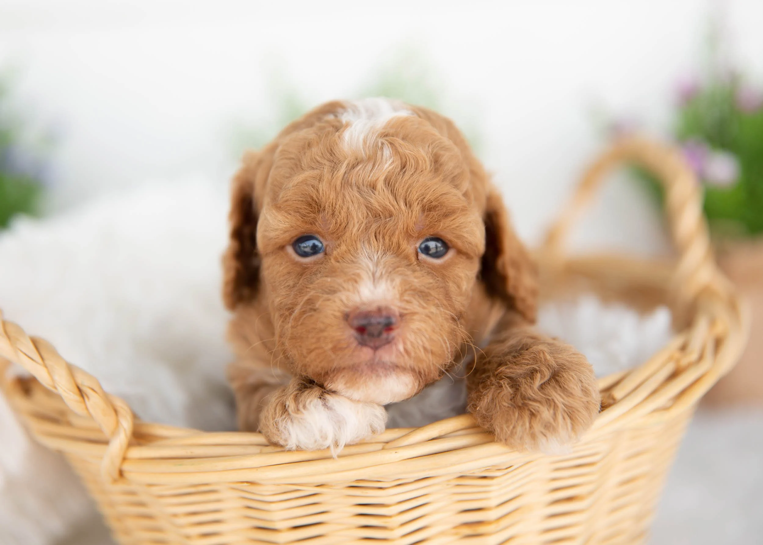 Moose goldendoodle for sale(3).jpg