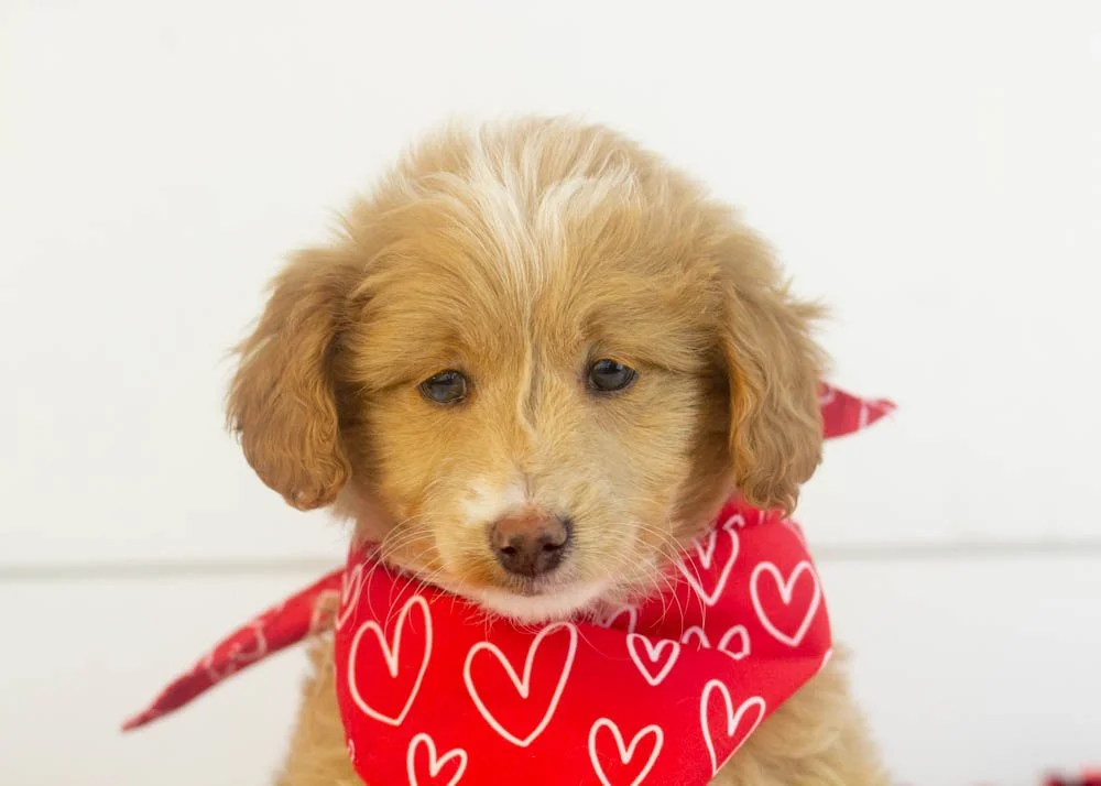 Rhett goldendoodle for sale(2).jpg