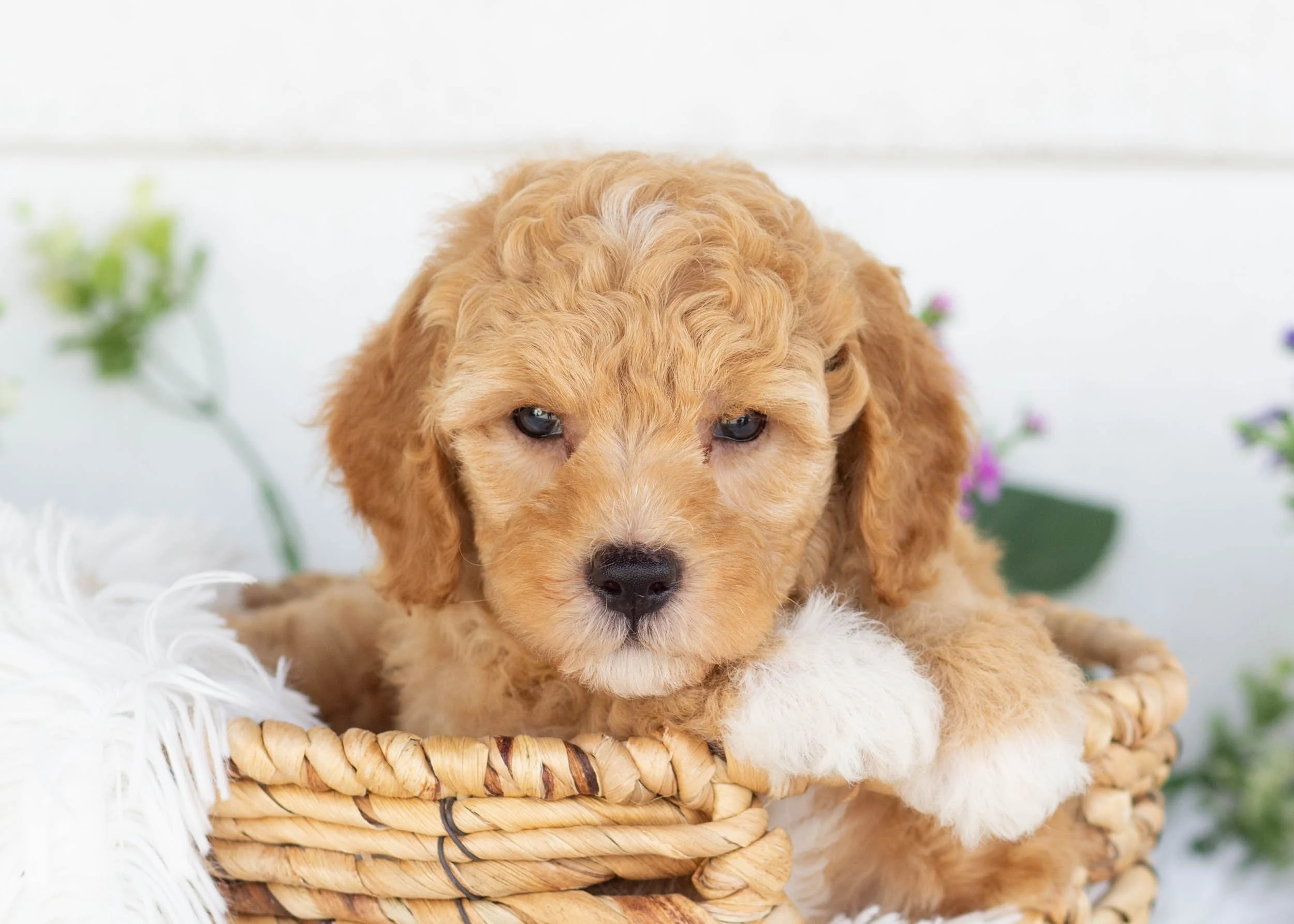Charlie goldendoodle for sale(2).jpg