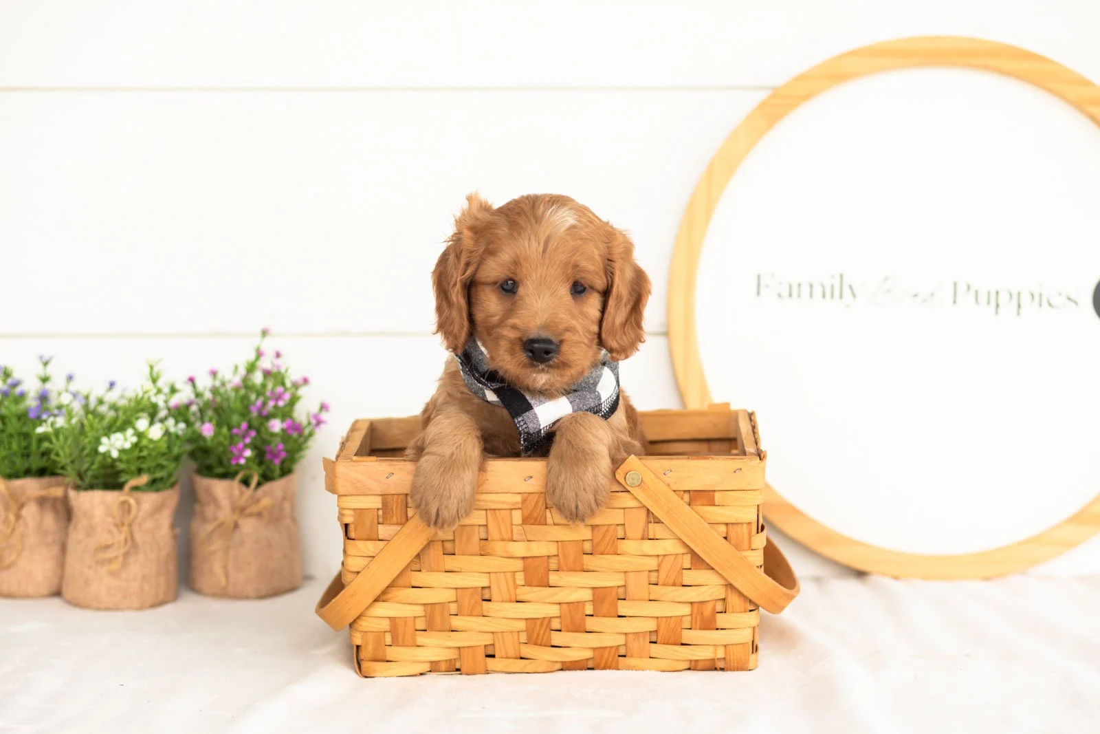 Phil goldendoodle for sale(4).jpg