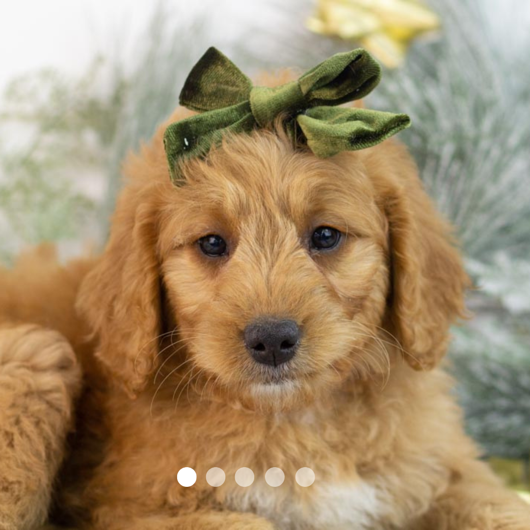 Copy of FBP Design.png