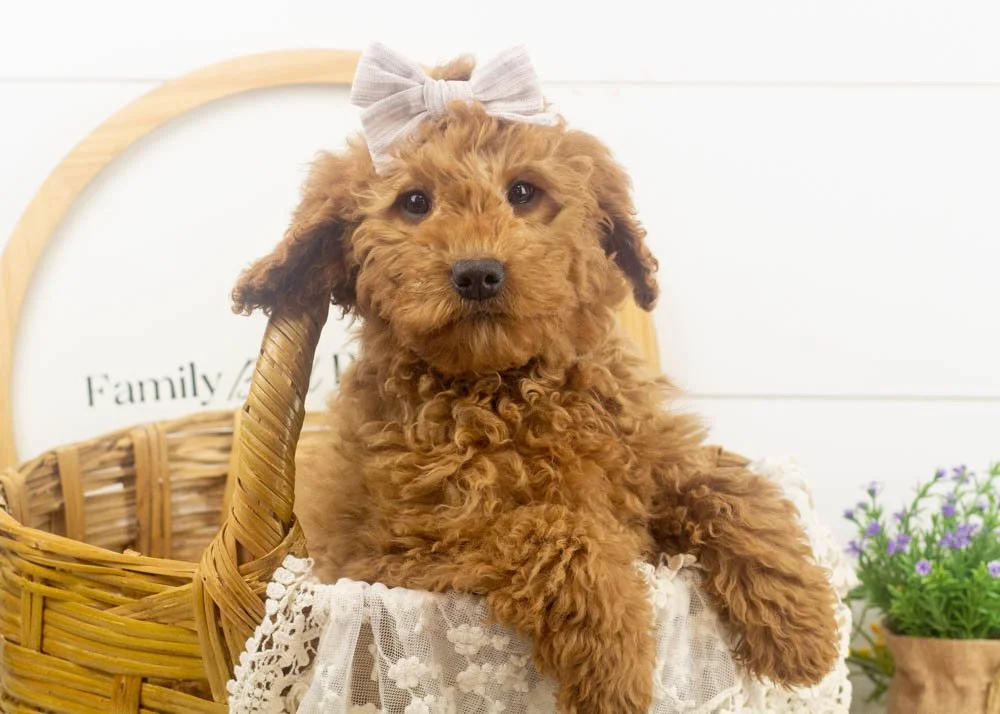 ava goldendoodle for sale(1).jpg