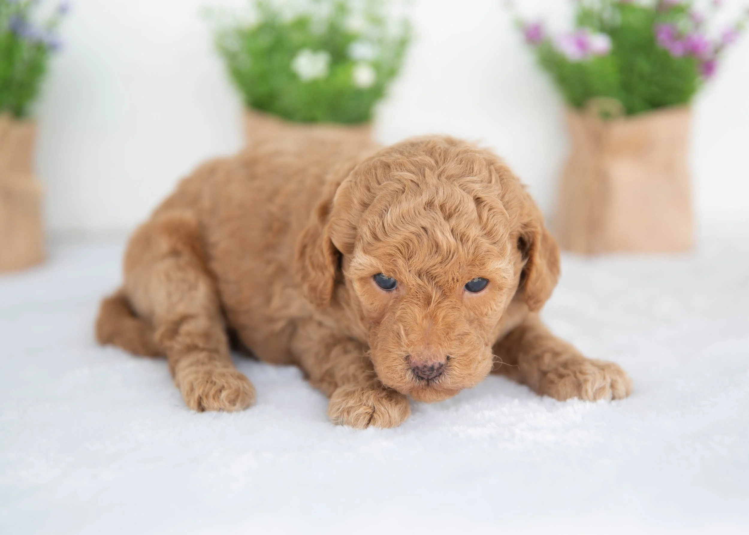 Murphy goldendoodle for sale(1).jpg