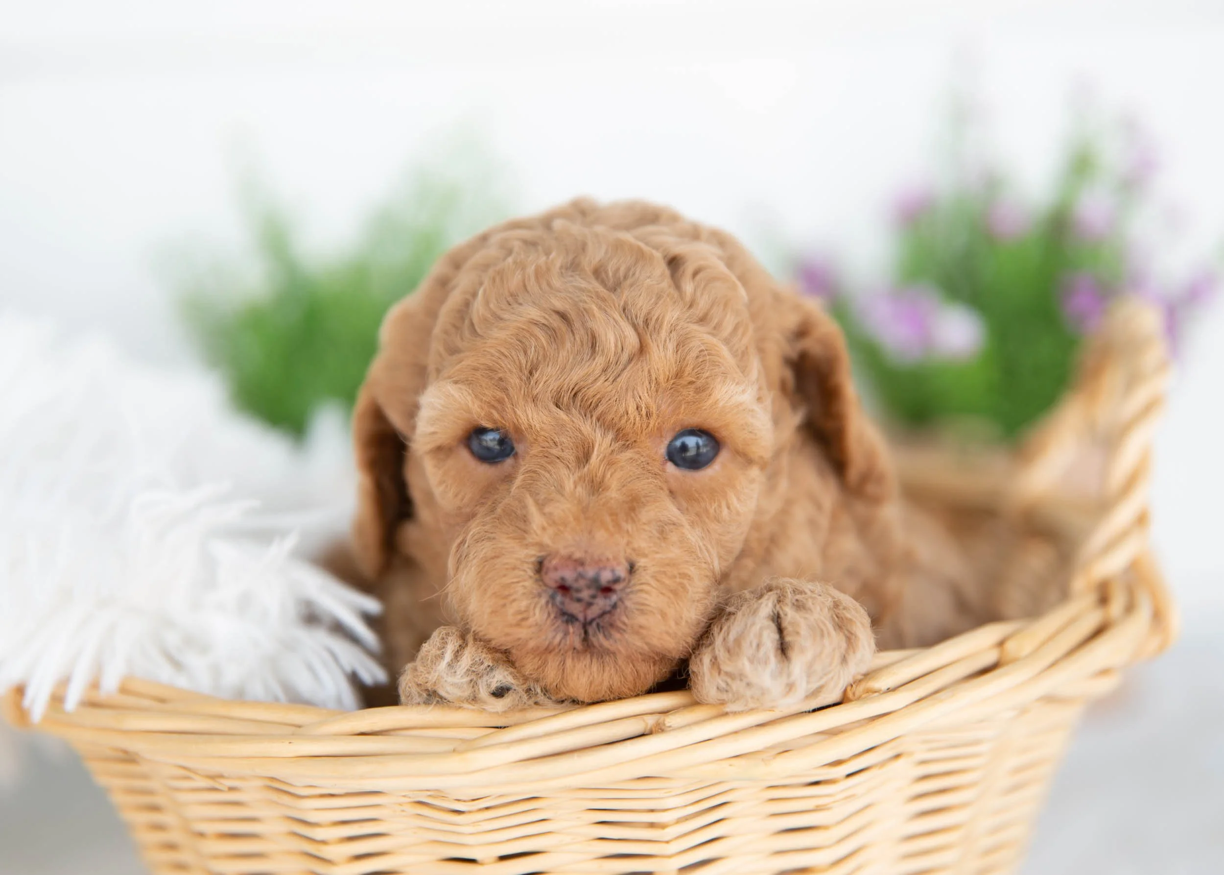 Murphy goldendoodle for sale.jpg