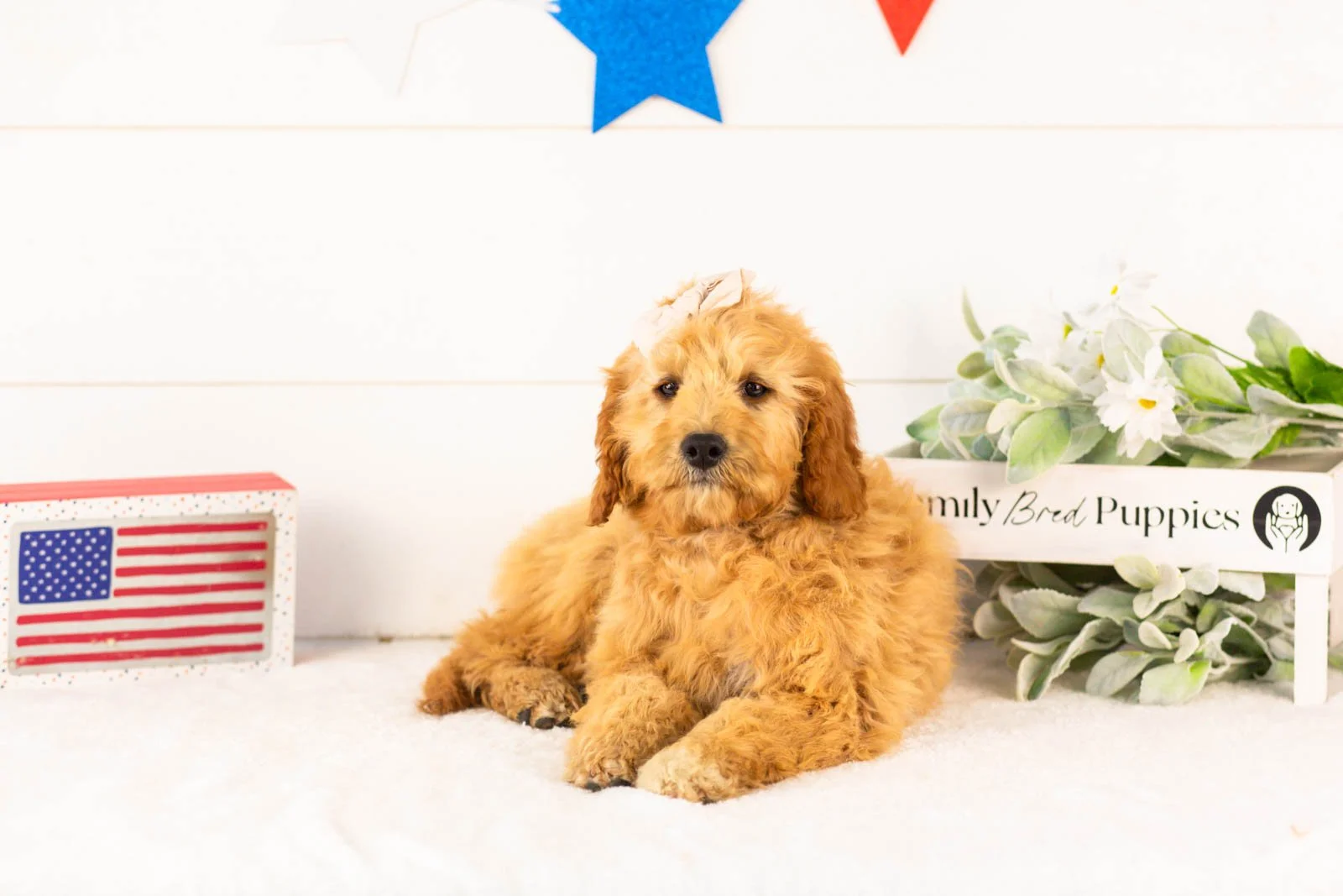 Barbara goldendoodle for sale(1).jpg