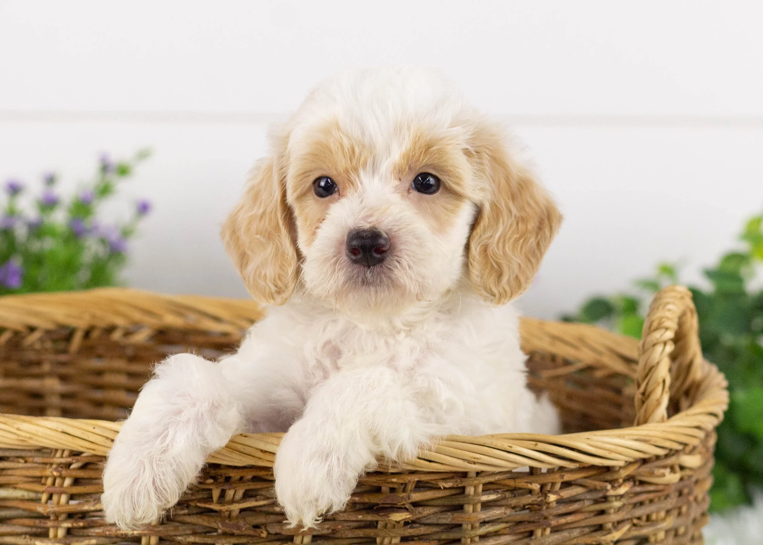 Hugo Goldendoodle for sale.jpg