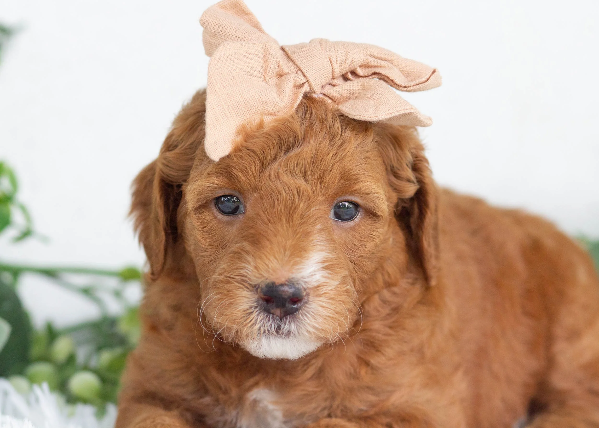 Sundae goldendoodle for sale(1).jpg