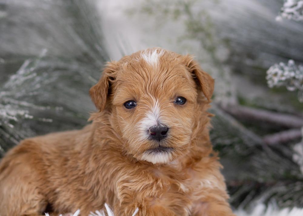 goldendoodle for sale