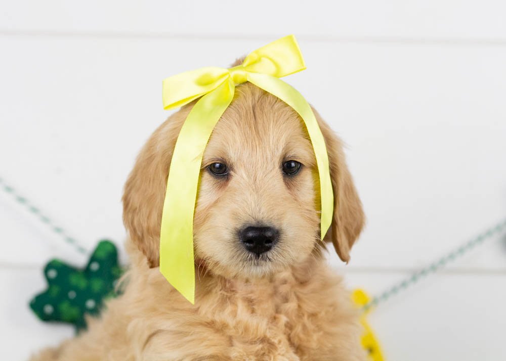 Taffy goldendoodle for sale(3).jpg