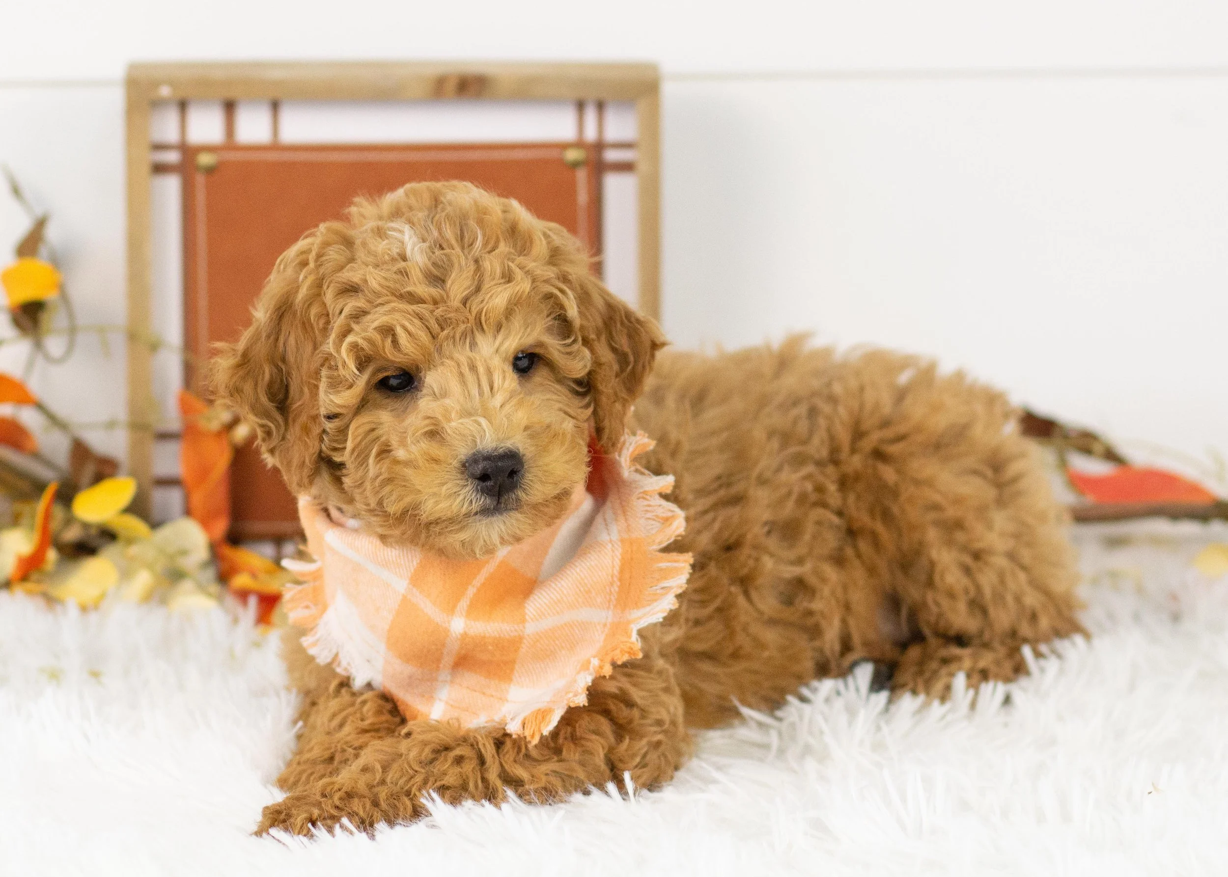 Camper goldendoodle for sale(1).jpg