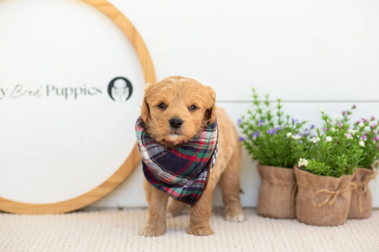 Marty Goldendoodle for sale(1).jpg