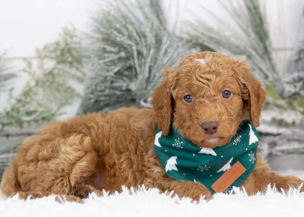 Spur goldendoodle for sale(2).jpg