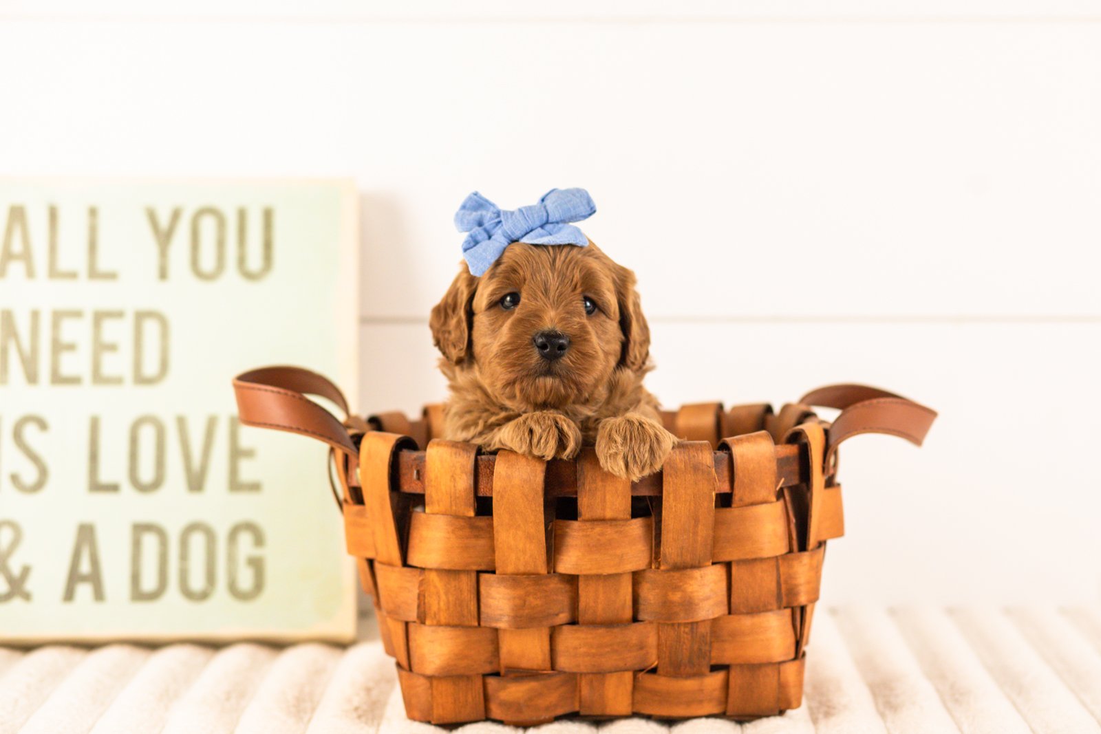 Isabelle goldendoodle for sale(3).jpg