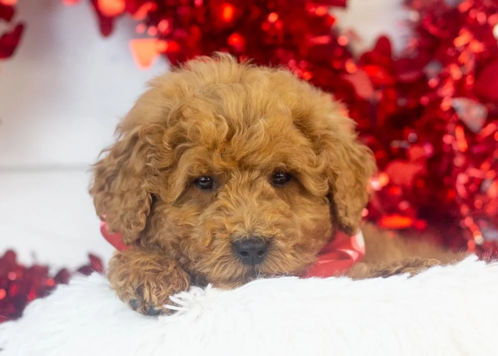 Bear goldendoodle for sale(1).jpg