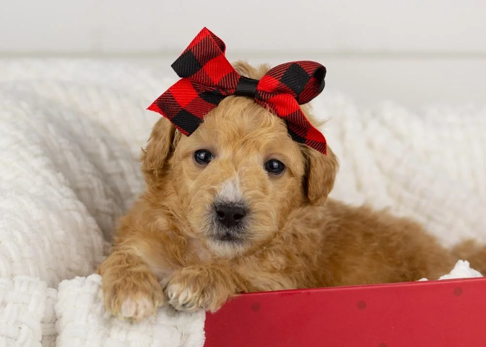 Fox goldendoodle for sale.jpg