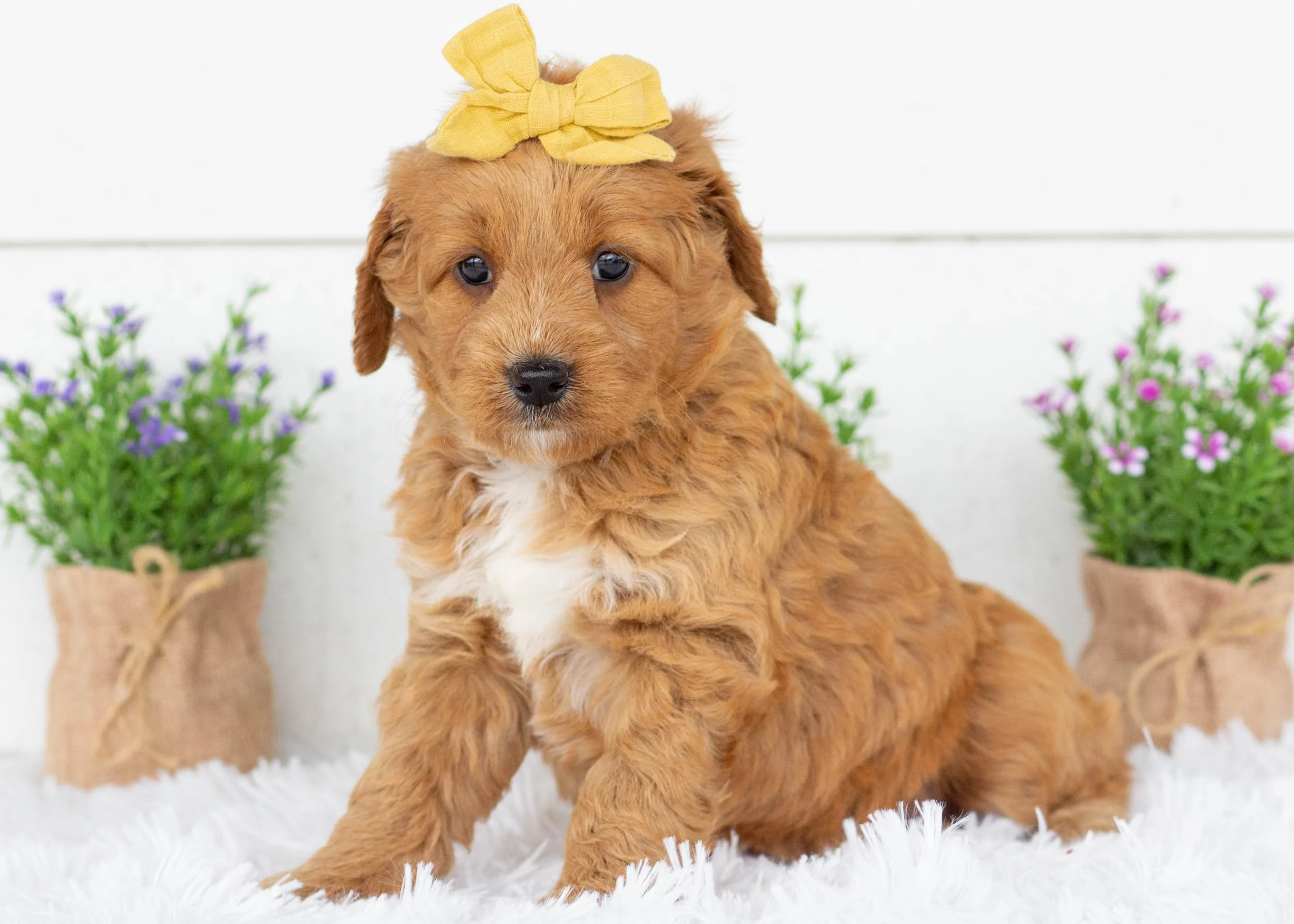 Sunny goldendoodle for sale(1).jpg