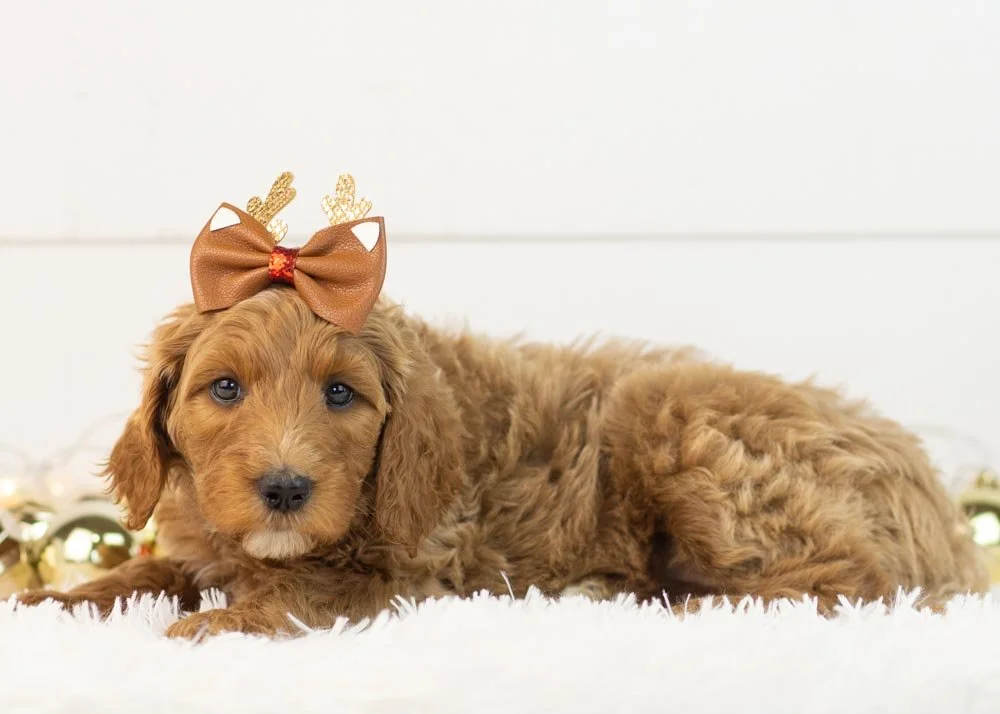 Jazz goldendoodle for sale(3).jpg