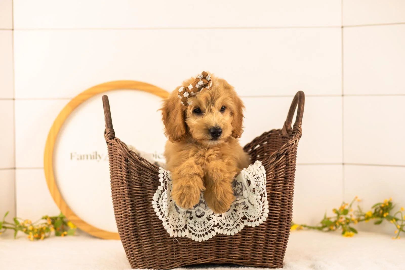 Marty goldendoodle for sale(4).jpg