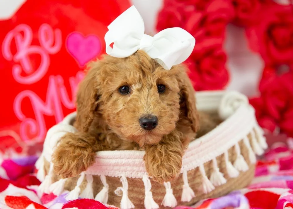 bingo goldendoodle for sale.jpg