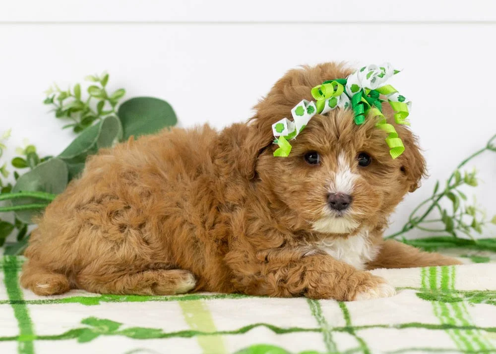 Mocha 1-10-26 Princess 3. 0oz-4.jpg