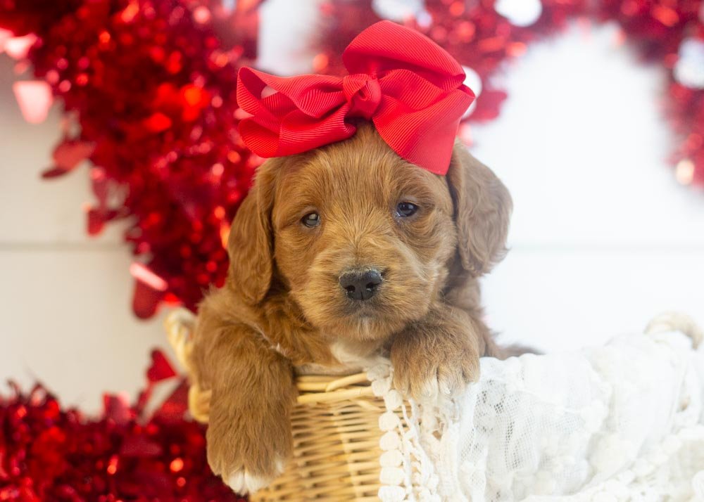 goldendoodle for sale
