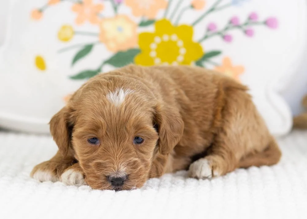 prada goldendoodle for sale(3).jpg