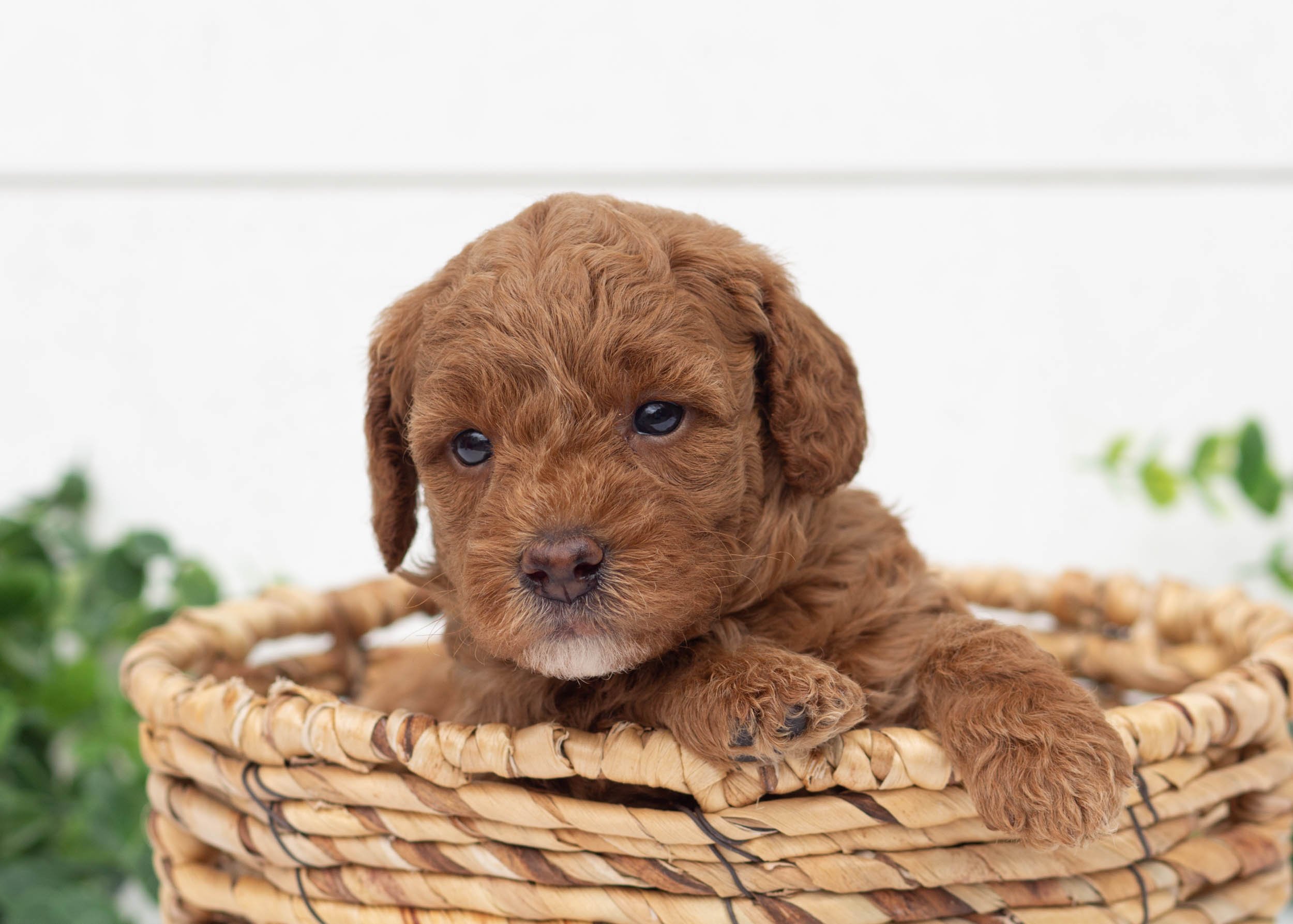 Lola Goldendoodle For Sale.jpg
