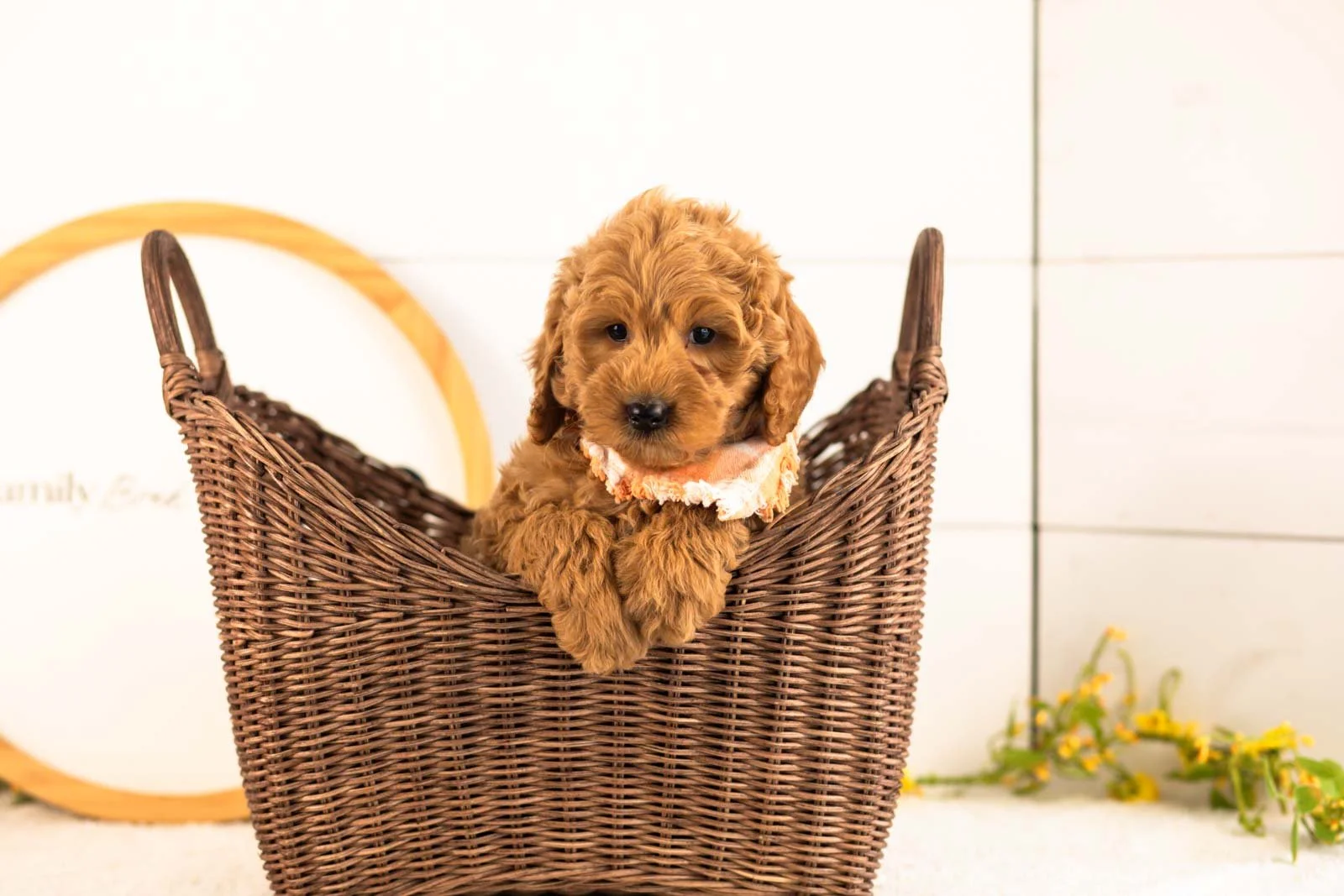 Ben goldendoodle for sale(4).jpg