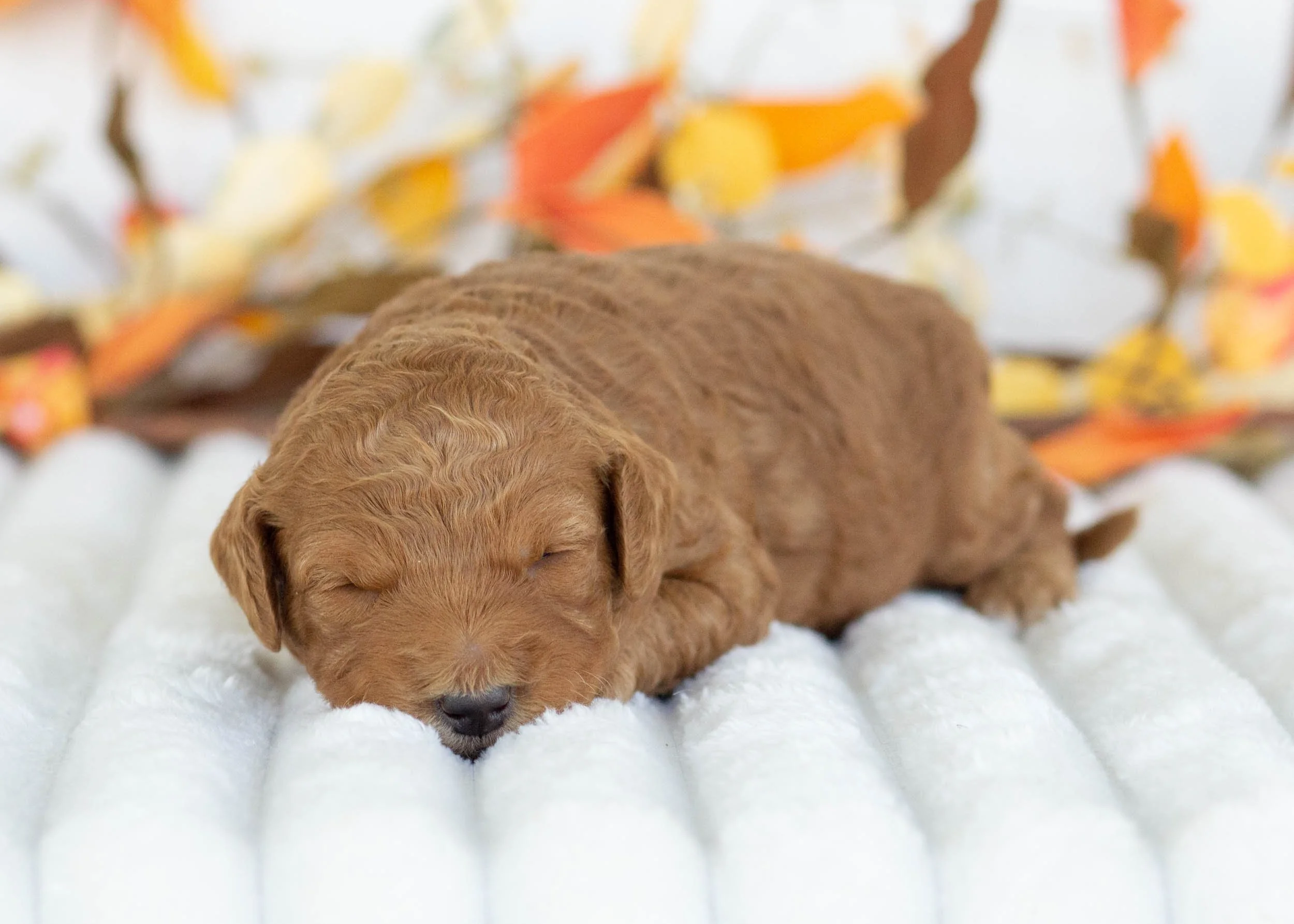 Chanel goldendoodle for sale(1).jpg