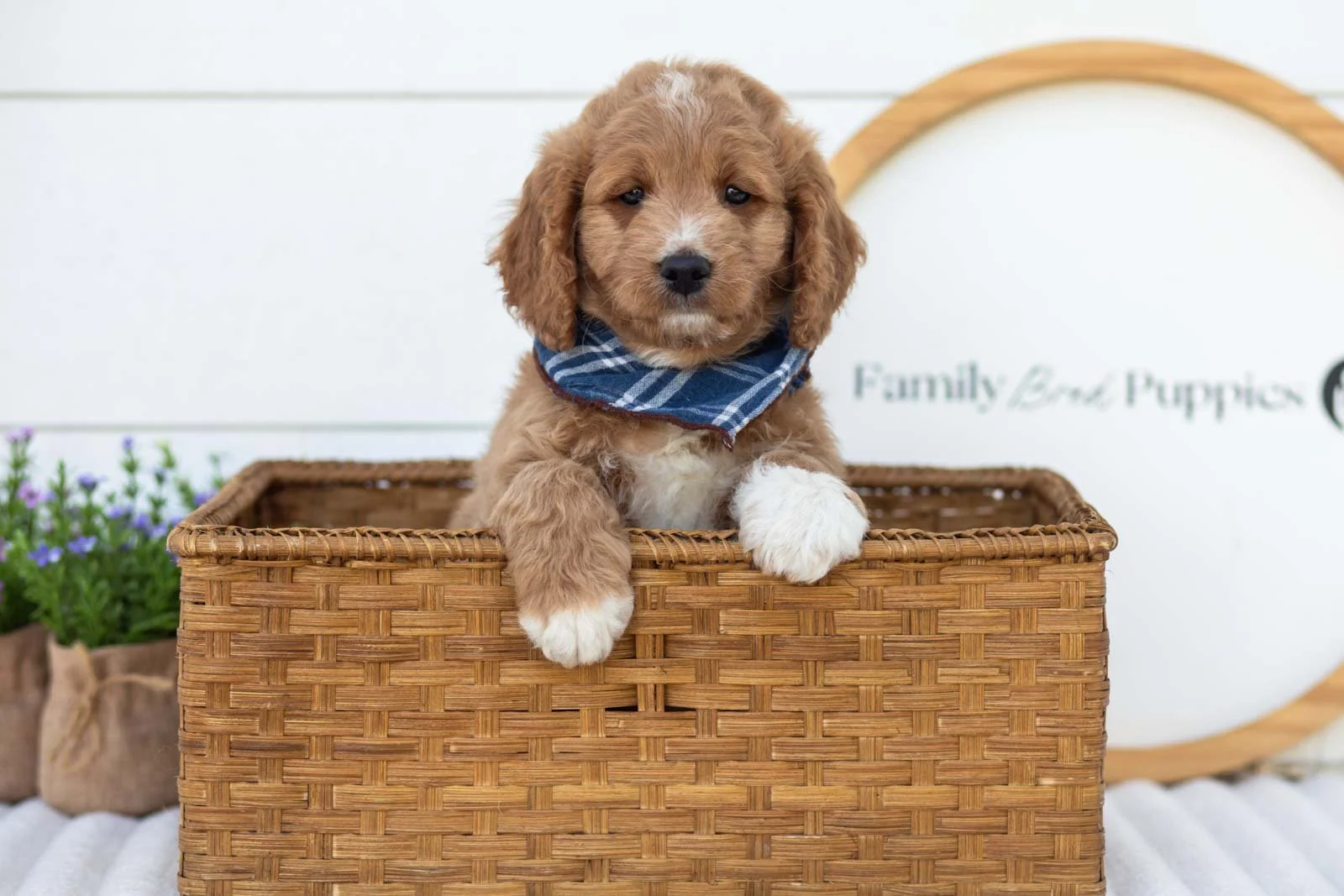 Brie goldendoodle for sale(4).jpg