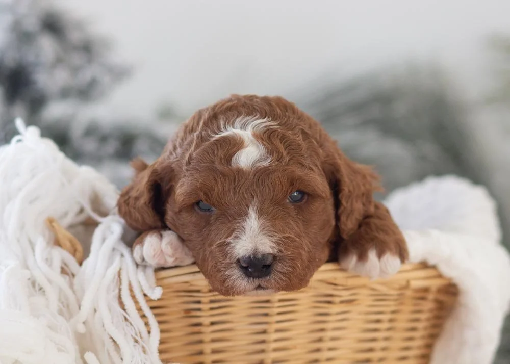 goldendoodle for sale
